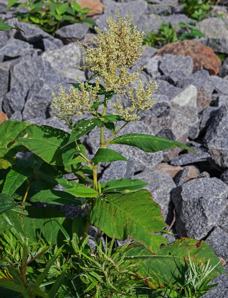 Изображение особи Aconogonon weyrichii.