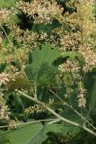 Macleaya cordata