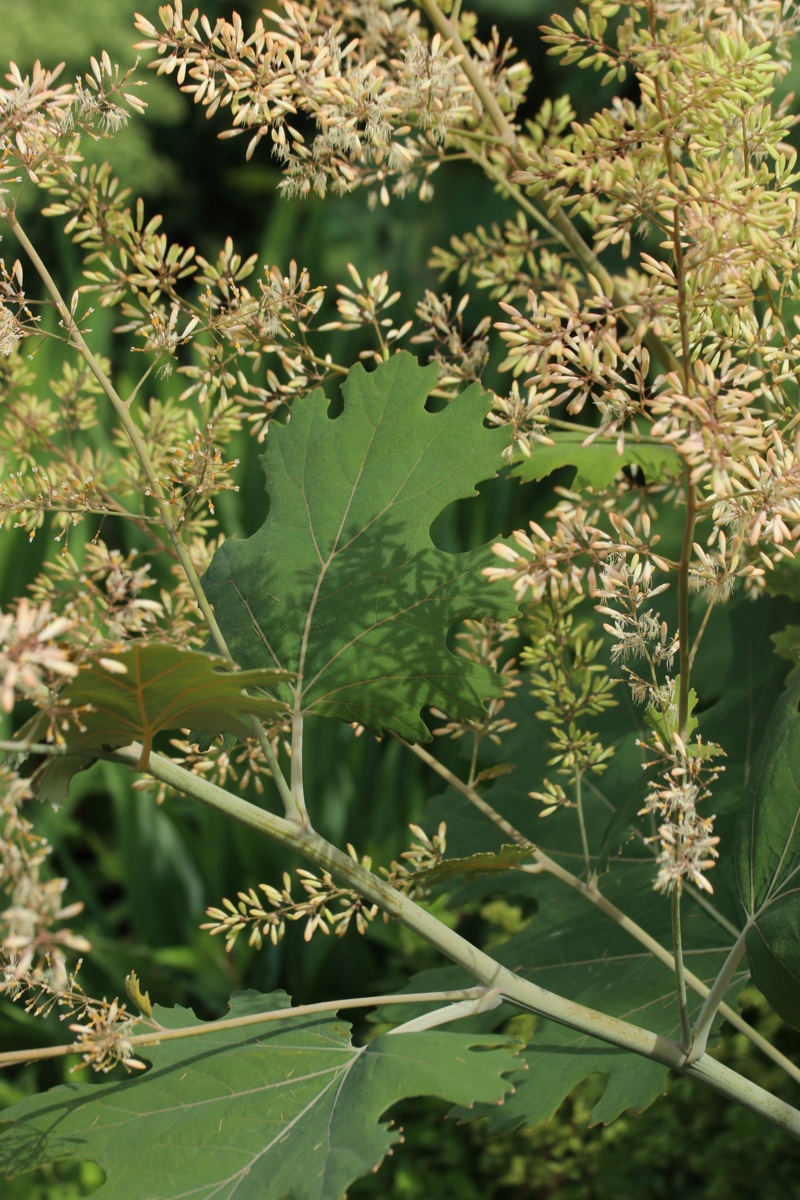 Image of Macleaya cordata specimen.