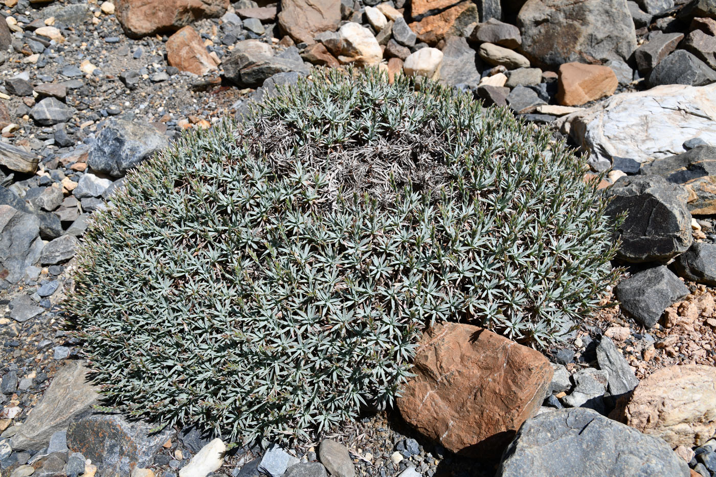 Image of Acantholimon alexeenkoanum specimen.