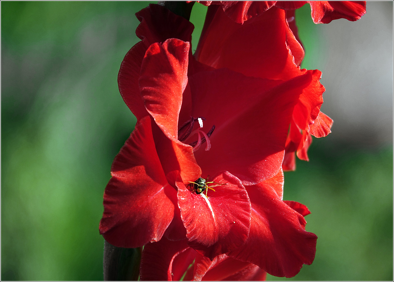 Image of Gladiolus &times; gandavensis specimen.