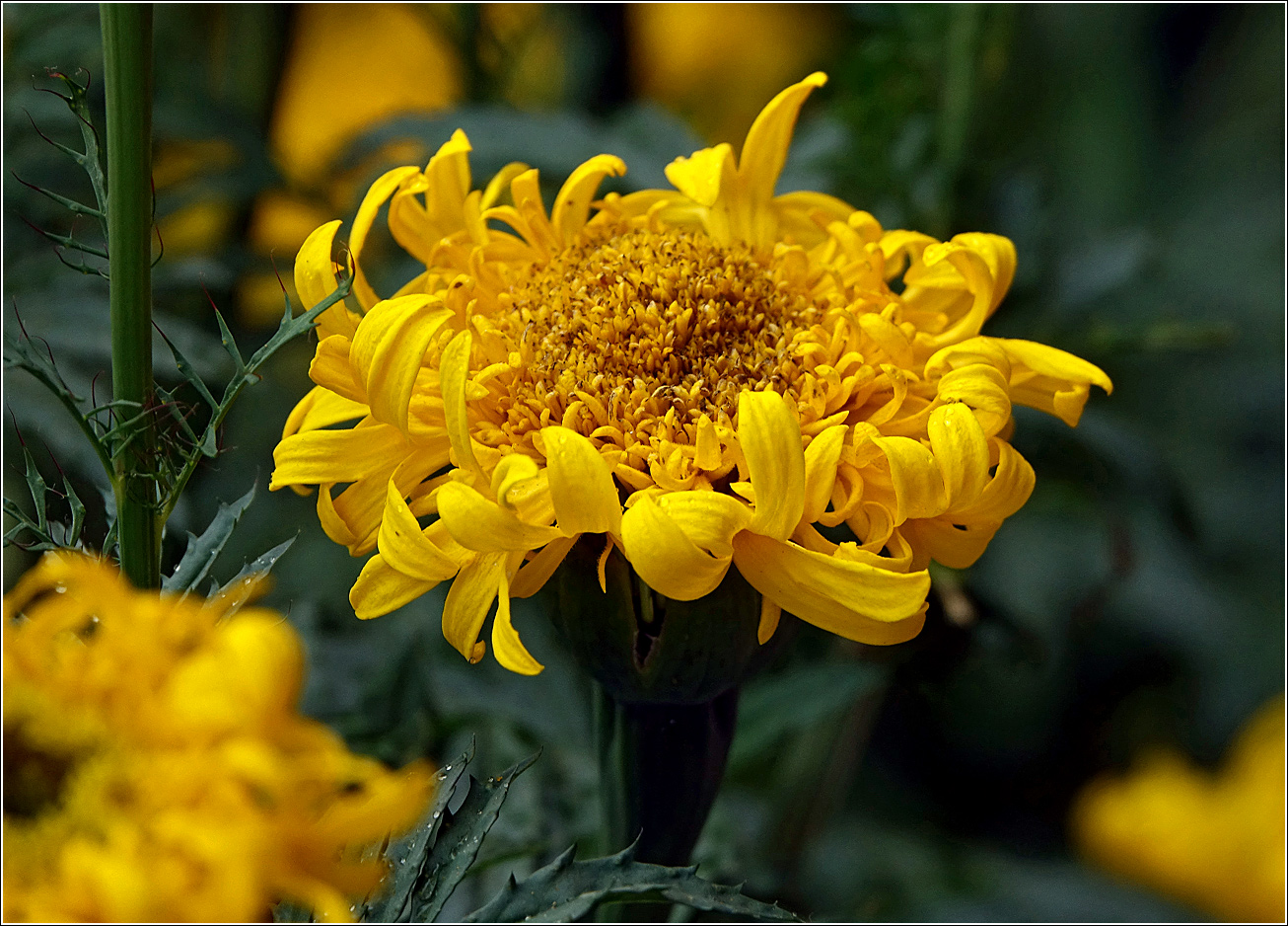 Image of Tagetes erecta specimen.