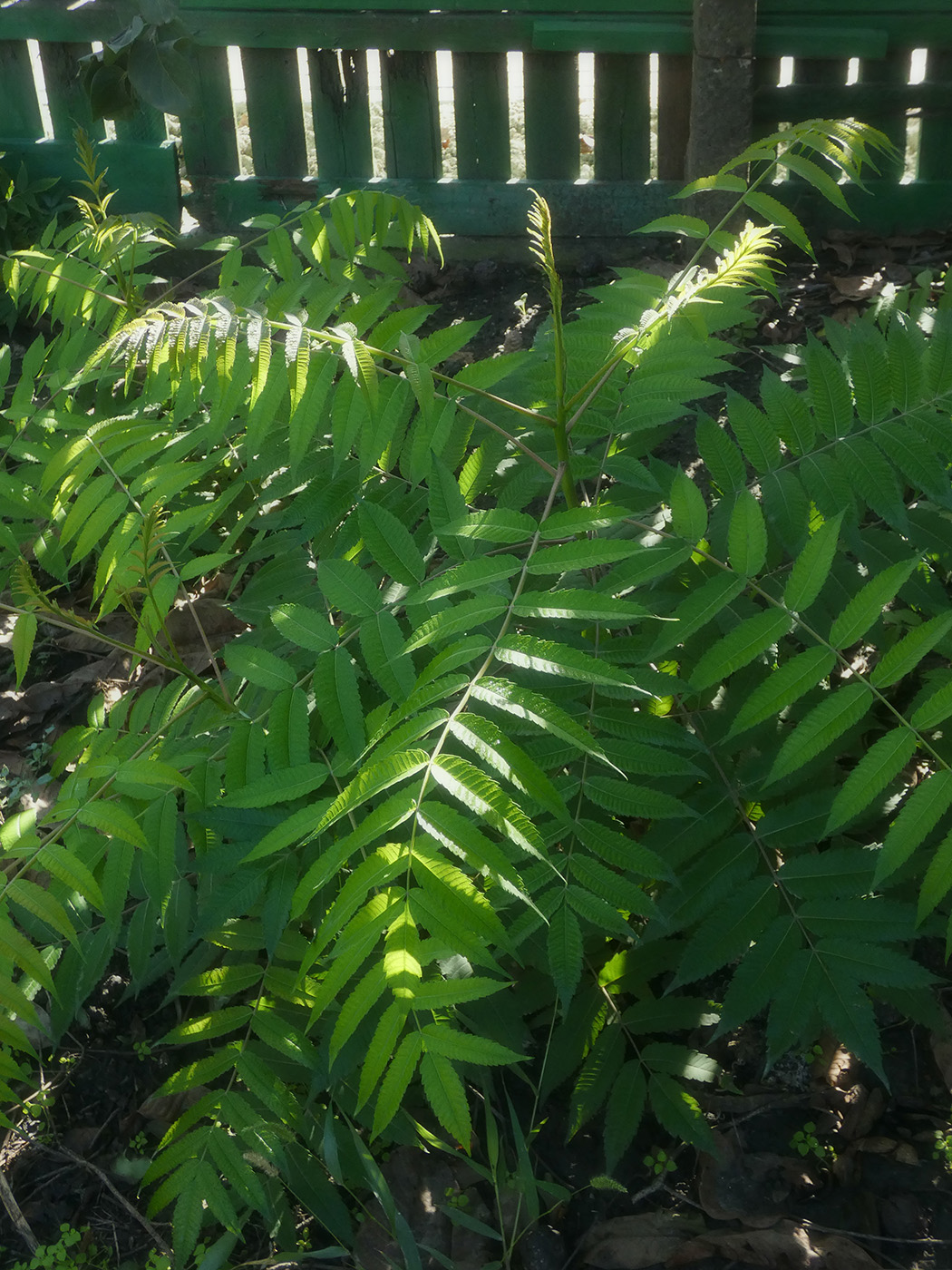 Image of Rhus glabra specimen.