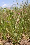 Centaurium pulchellum. Цветущее растение. Крым, предгорье, окр. с. Холмовка, берег пруда. 22.06.2024.