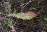 Cichorium intybus