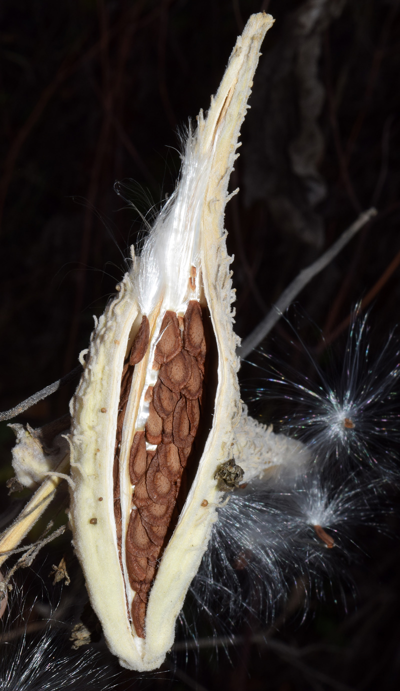 Image of Asclepias syriaca specimen.