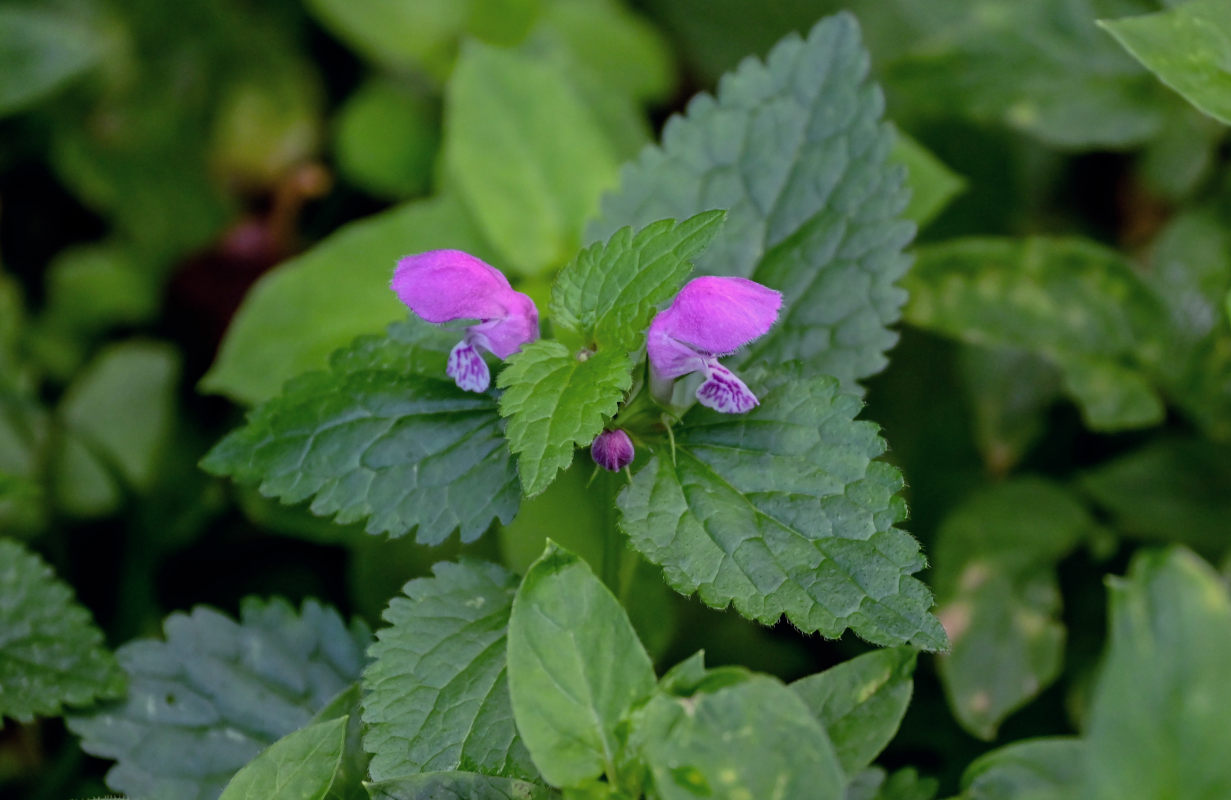 Изображение особи Lamium maculatum.