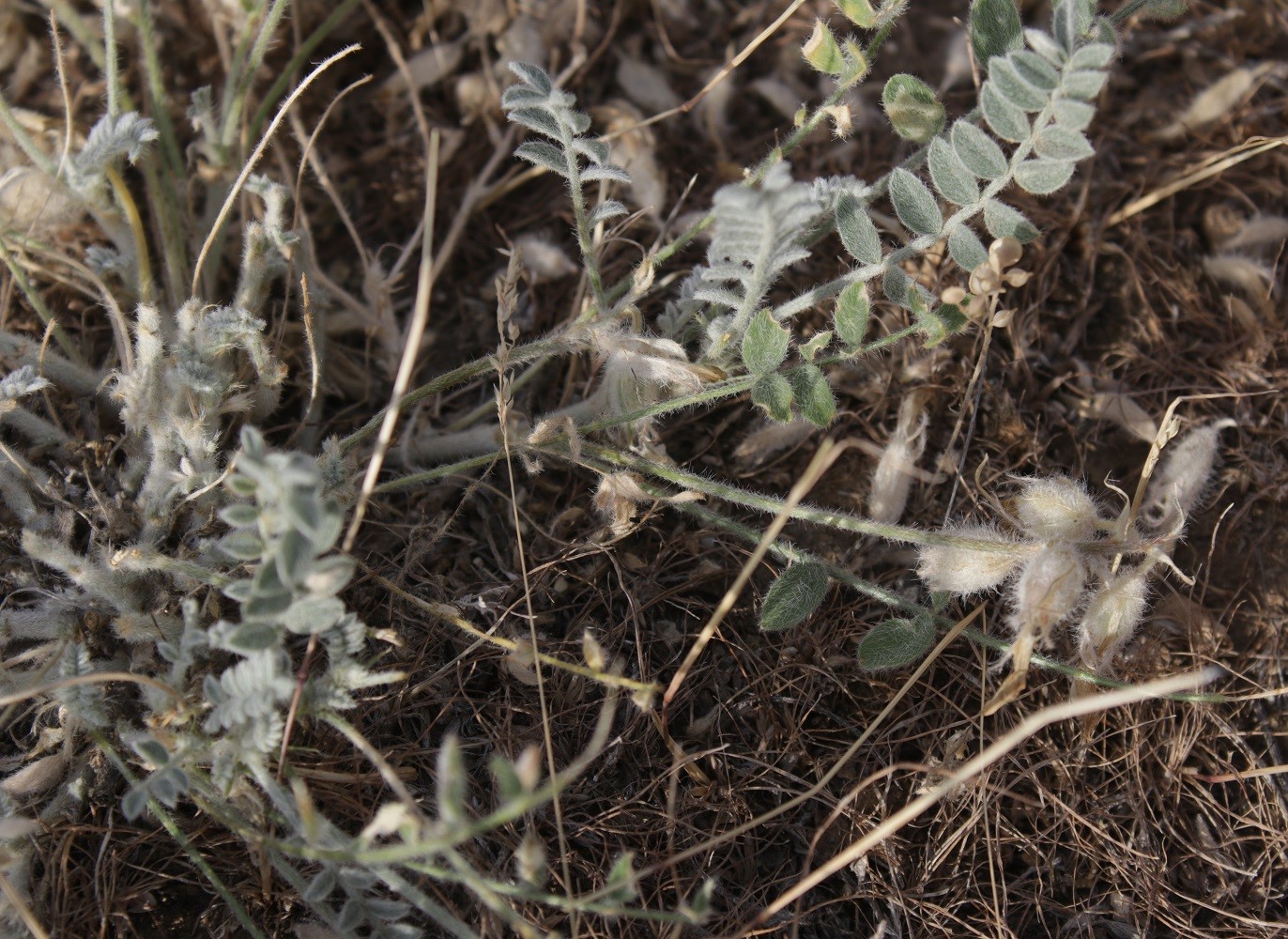 Image of Astragalus sareptanus specimen.