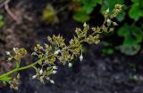 Heuchera maxima. Отцветающее соцветие и завязавшиеся плоды. Костромская обл., г. Кострома, в культуре. 29.06.2024.