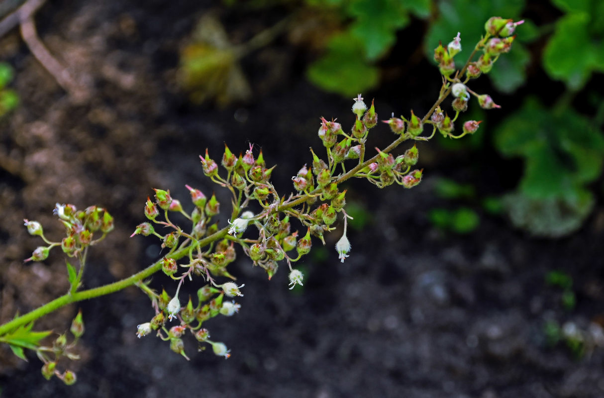 Image of Heuchera maxima specimen.