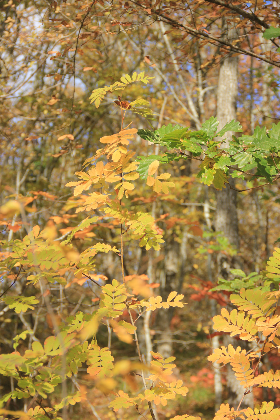 Изображение особи Sorbus domestica.