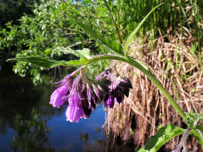 Image of Symphytum officinale specimen.