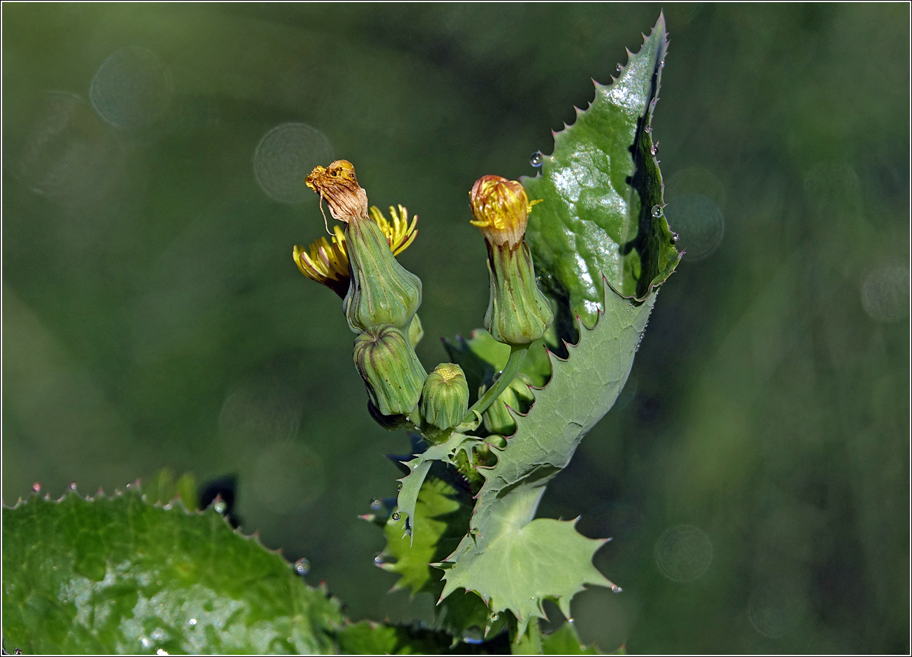 Image of Sonchus oleraceus specimen.