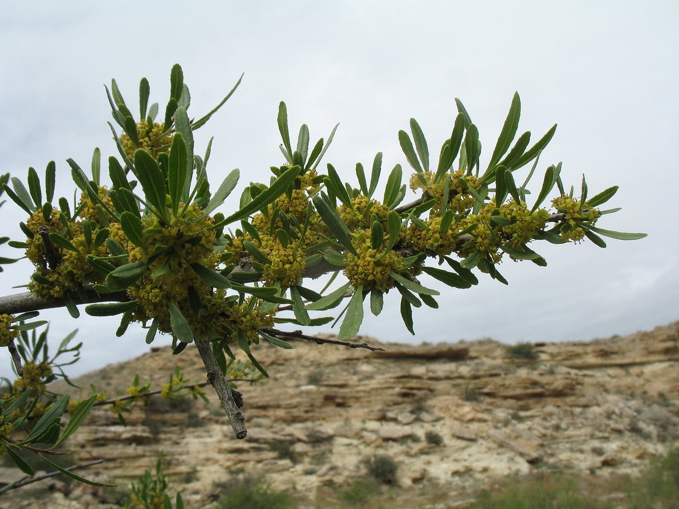 Image of Rhamnus sintenisii specimen.