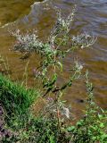 Epilobium hirsutum. Отцветающее и плодоносящее растение. Московская обл., Пушкинский гор. округ, северо-восточное побережье Учинского водохранилища, у воды. 27.07.2024.