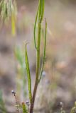 Crepis tectorum. Часть побега. Ростовская обл., Каменский р-н, окр. станицы Калитвенская, сосновый аренный лес, песчаная почва. 10.05.2020.