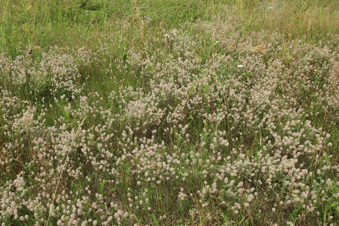 Изображение особи Trifolium arvense.