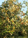 genus Sorbus