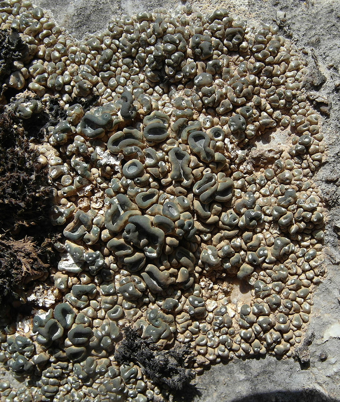 Image of Circinaria elmorei specimen.