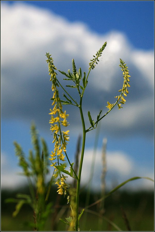 Изображение особи Melilotus officinalis.