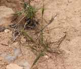 Смотреть изображение Aegilops kotschyi