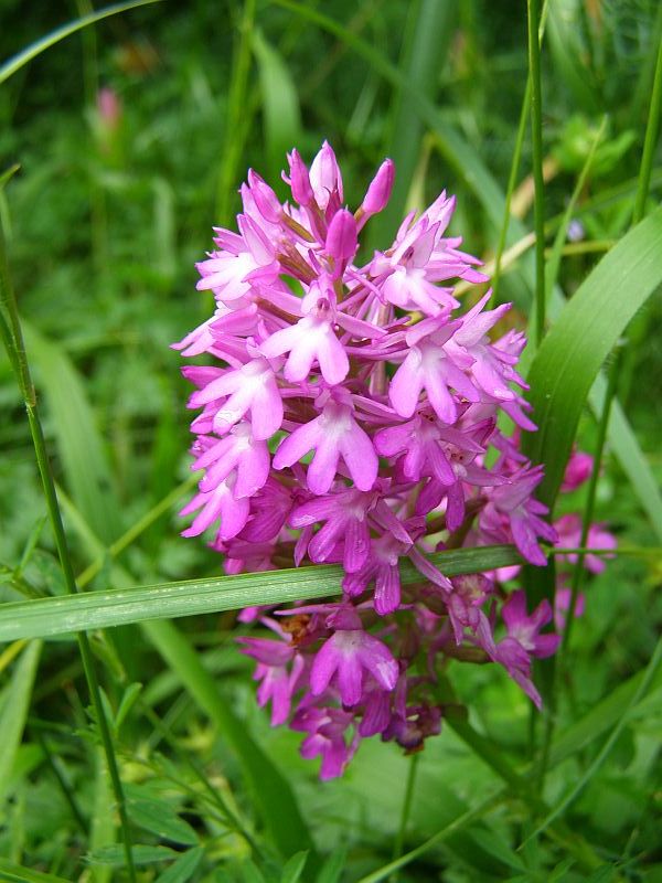 Изображение особи Anacamptis pyramidalis.