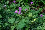 View full-size image Oxalis articulata
