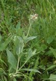 View full-size image Melandrium latifolium