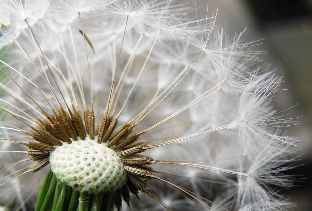 Image of genus Taraxacum specimen.