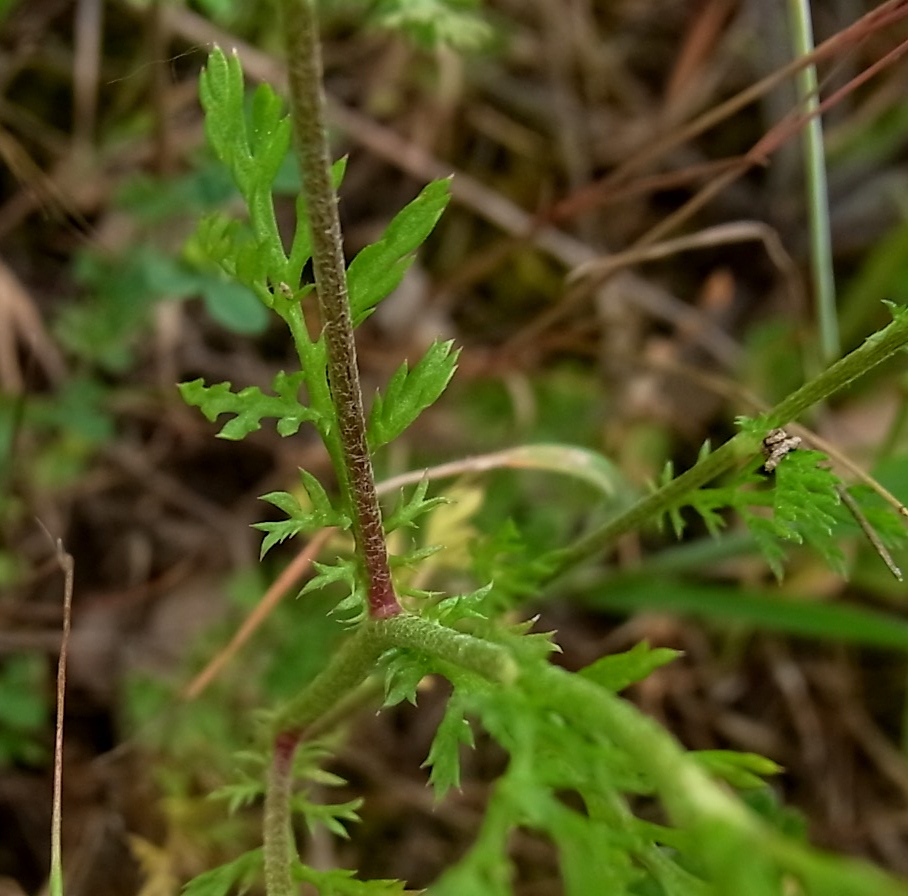 Image of Anthemis arvensis specimen.