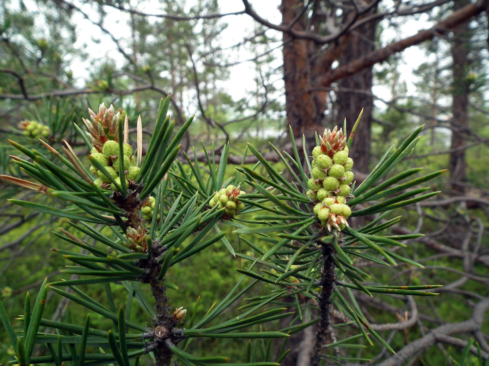 Image of Pinus friesiana specimen.