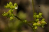 Valerianella rimosa