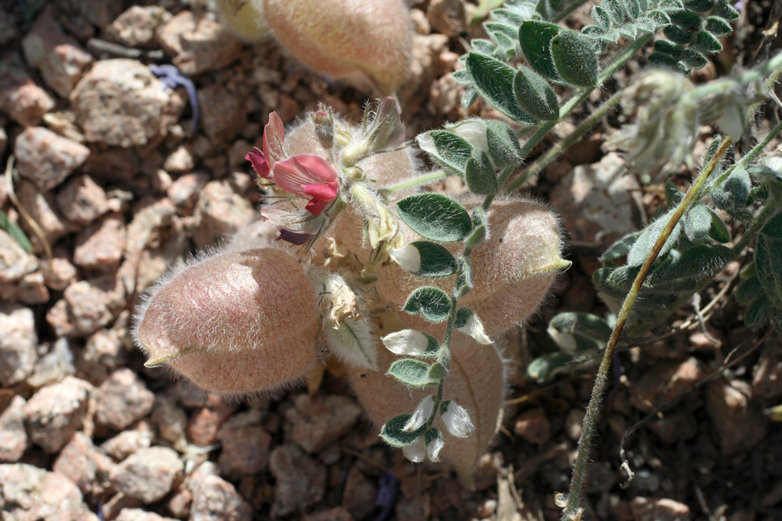 Image of Oxytropis submutica specimen.