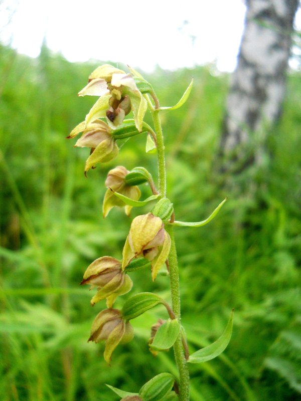 Image of Epipactis helleborine specimen.