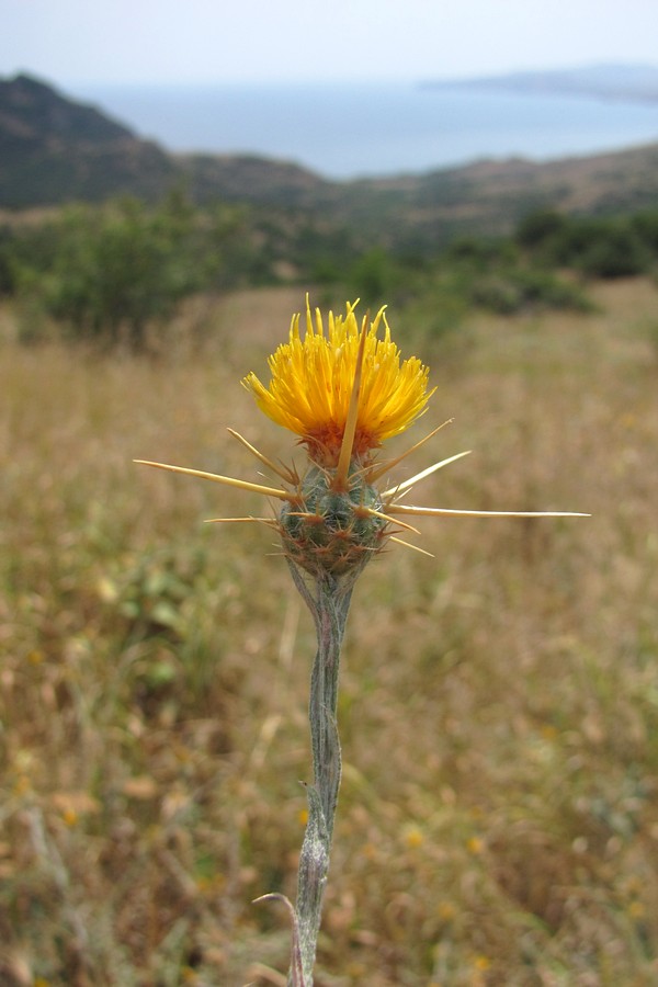 Image of Centaurea solstitialis specimen.