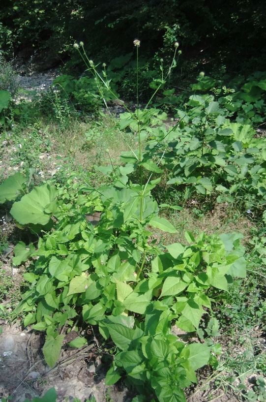 Image of Dipsacus pilosus specimen.