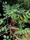 Robinia pseudoacacia