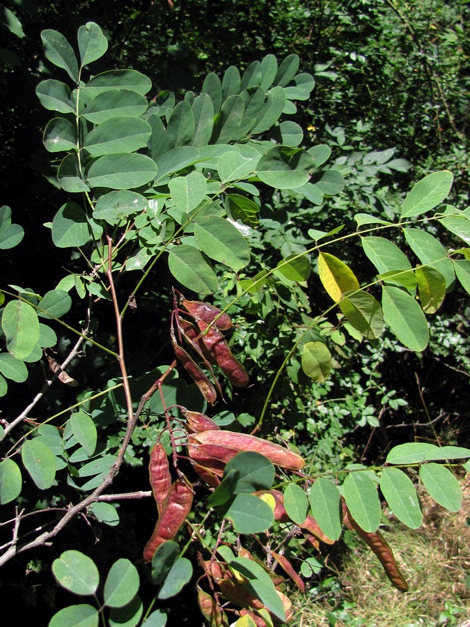 Изображение особи Robinia pseudoacacia.