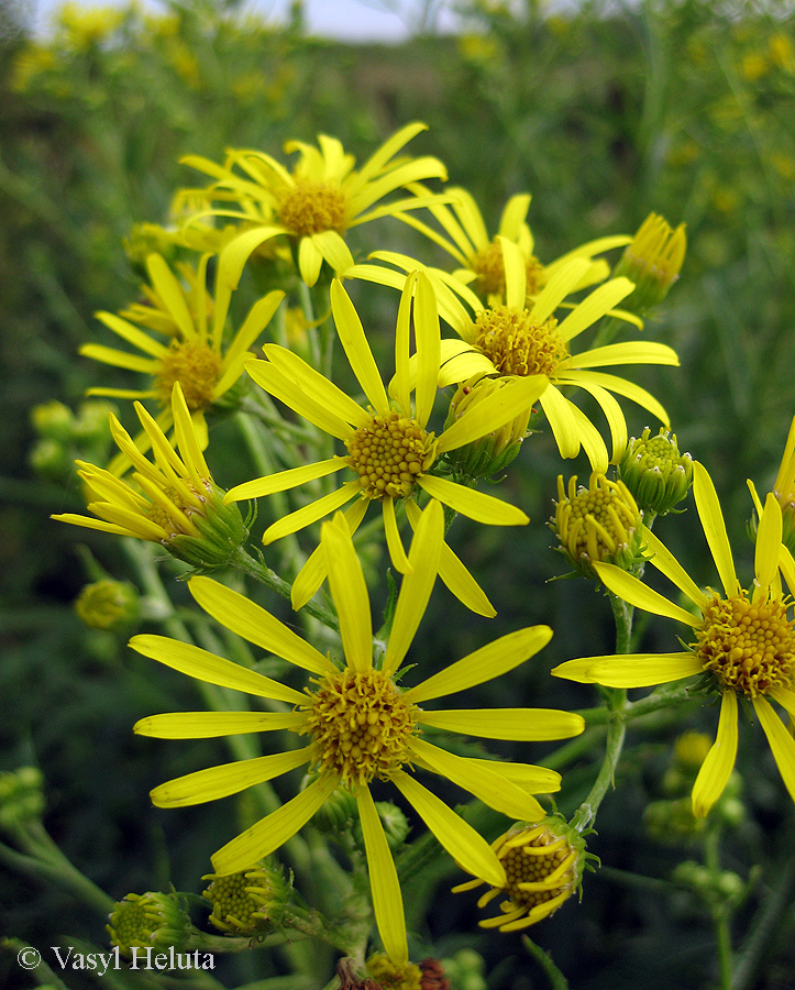 Image of Senecio paludosus specimen.