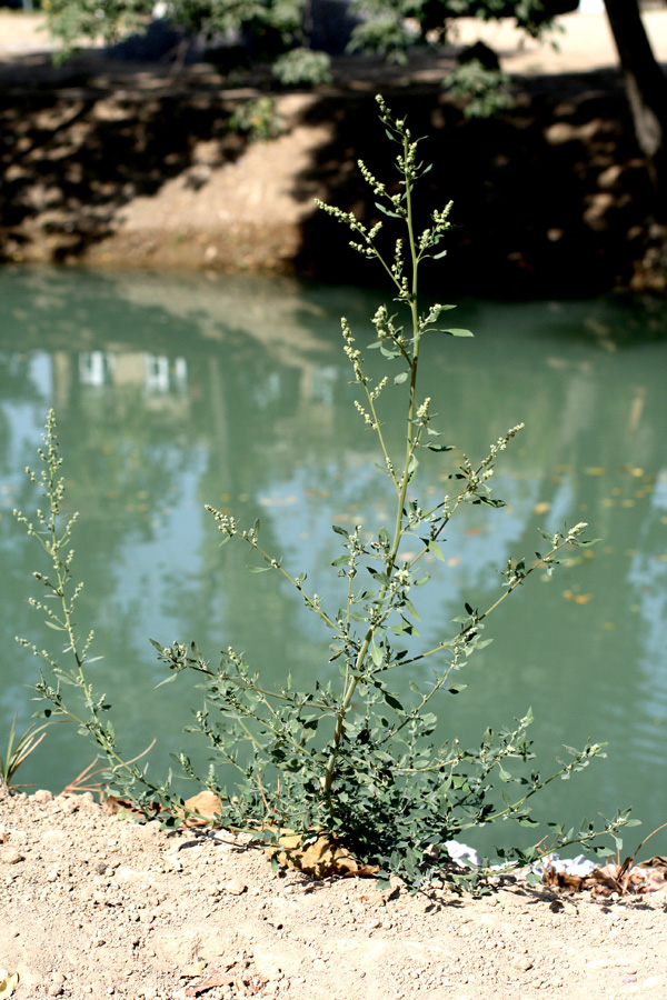 Image of Chenopodium album specimen.