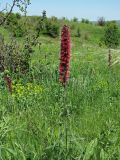 Смотреть изображение Echium russicum