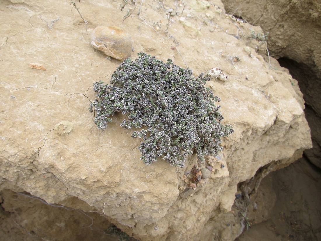 Image of Herniaria fruticosa specimen.