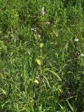 Persicaria pilosa. Цветущее растение. Приморье, окр. Артёма, Владивостокский аэропорт \"Кневичи\". 24.08.2009.