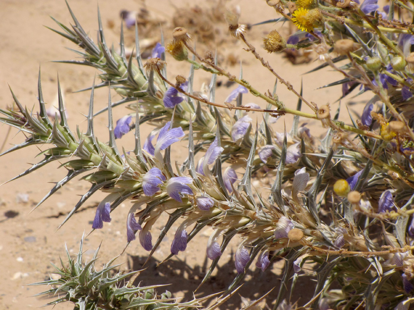 Image of Blepharis attenuata specimen.