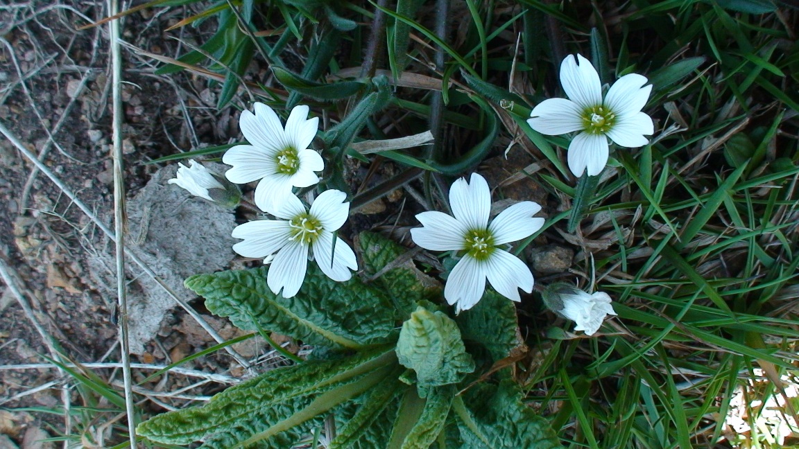 Image of Cerastium purpurascens specimen.