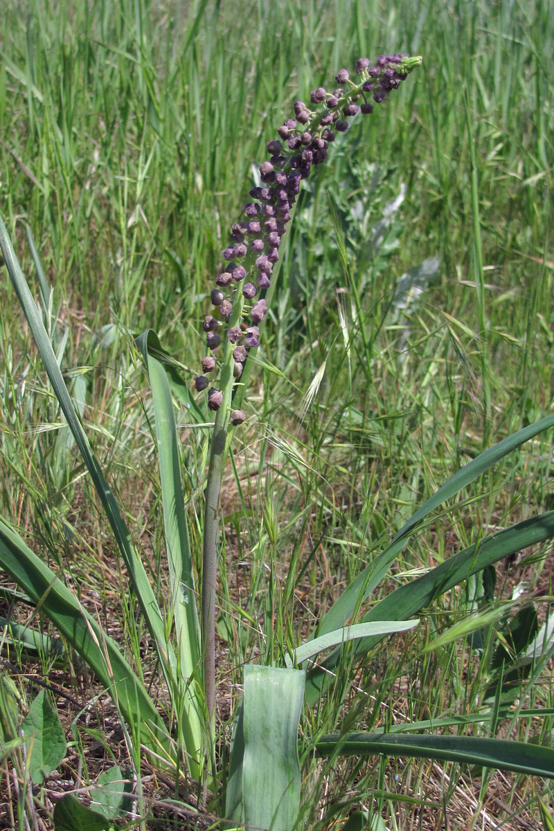 Image of Leopoldia comosa specimen.