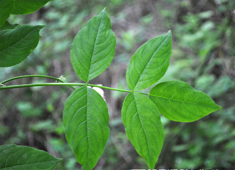 Изображение особи Staphylea pinnata.