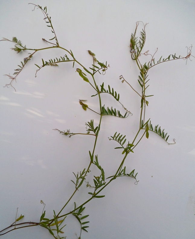 Image of Vicia hirsuta specimen.