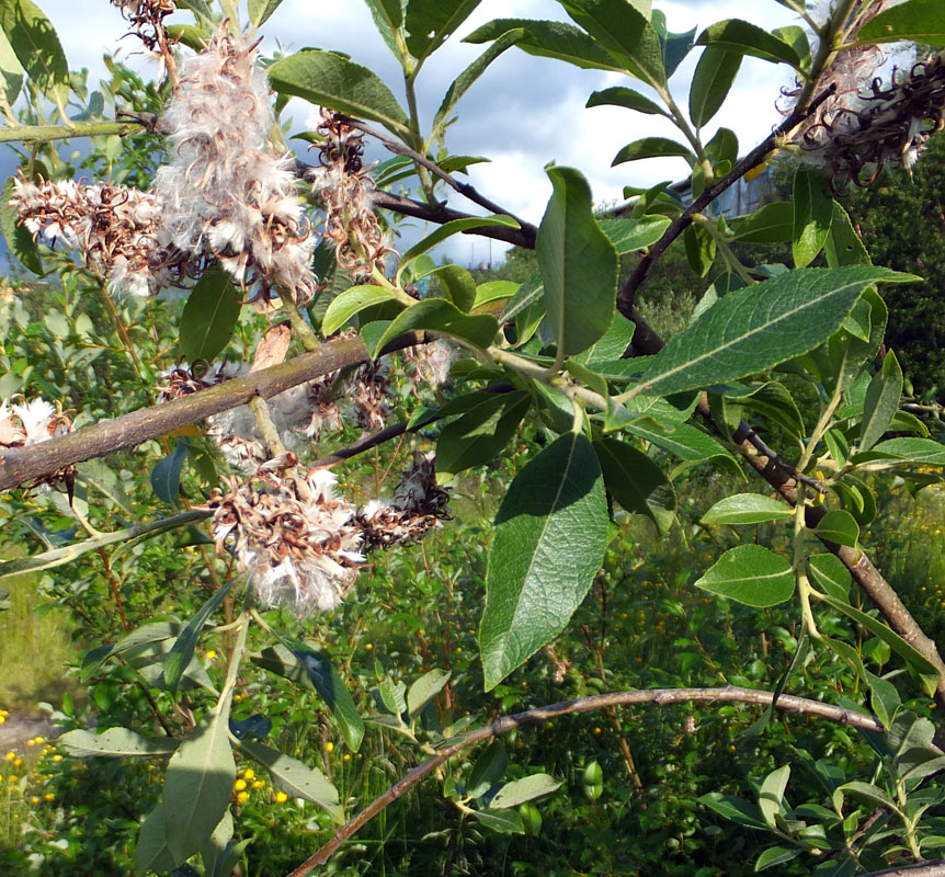 Изображение особи Salix &times; ludificans.