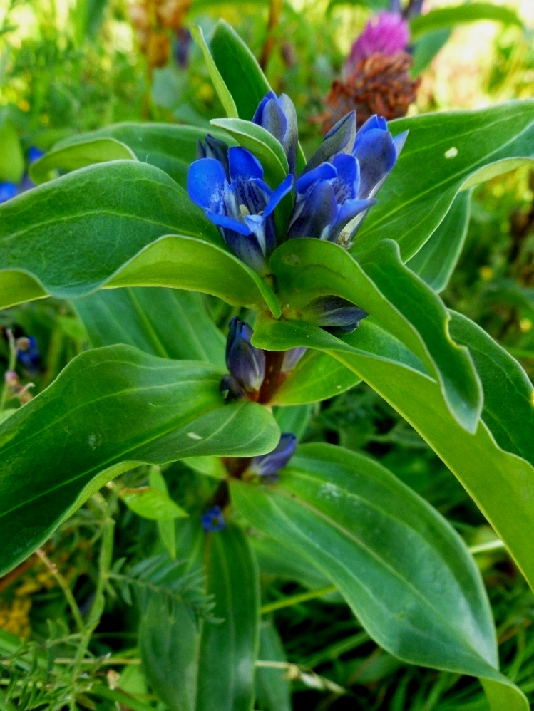 Image of Gentiana cruciata specimen.